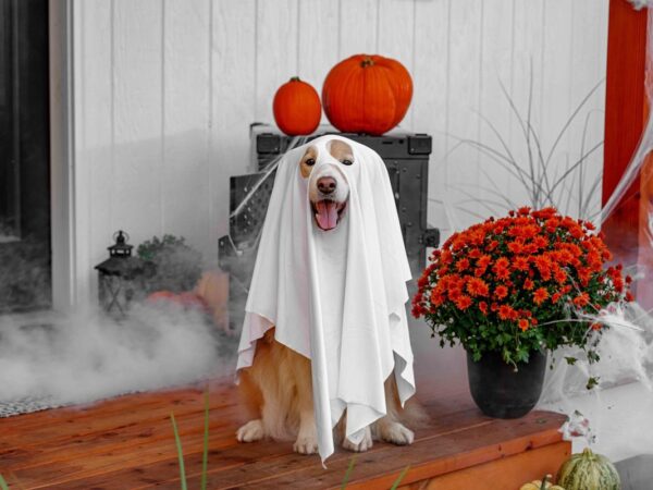 Dog wearing a white ghost sheet costume on a porch decorated with pumpkins and flowers