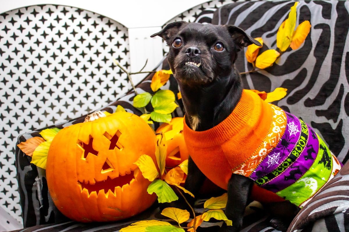 Small black dog in an orange Halloween jumper sitting beside a carved jack-o'-lantern