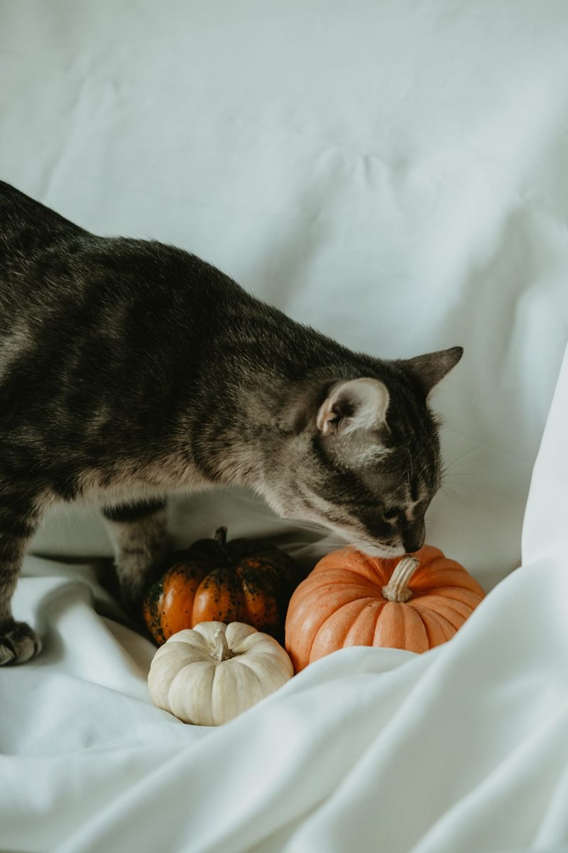 Grey tabby cat sniffing small decorative pumpkins on a white sheet