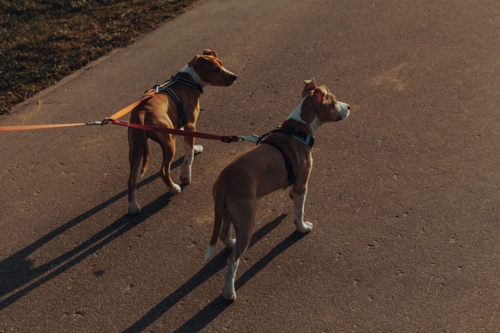 Two brown and white dogs on leads standing on a sunny asphalt path