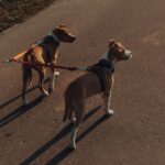 Two brown and white dogs on leads standing on a sunny asphalt path