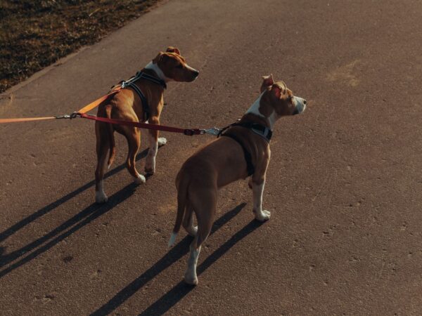Two brown and white dogs on leads standing on a sunny asphalt path