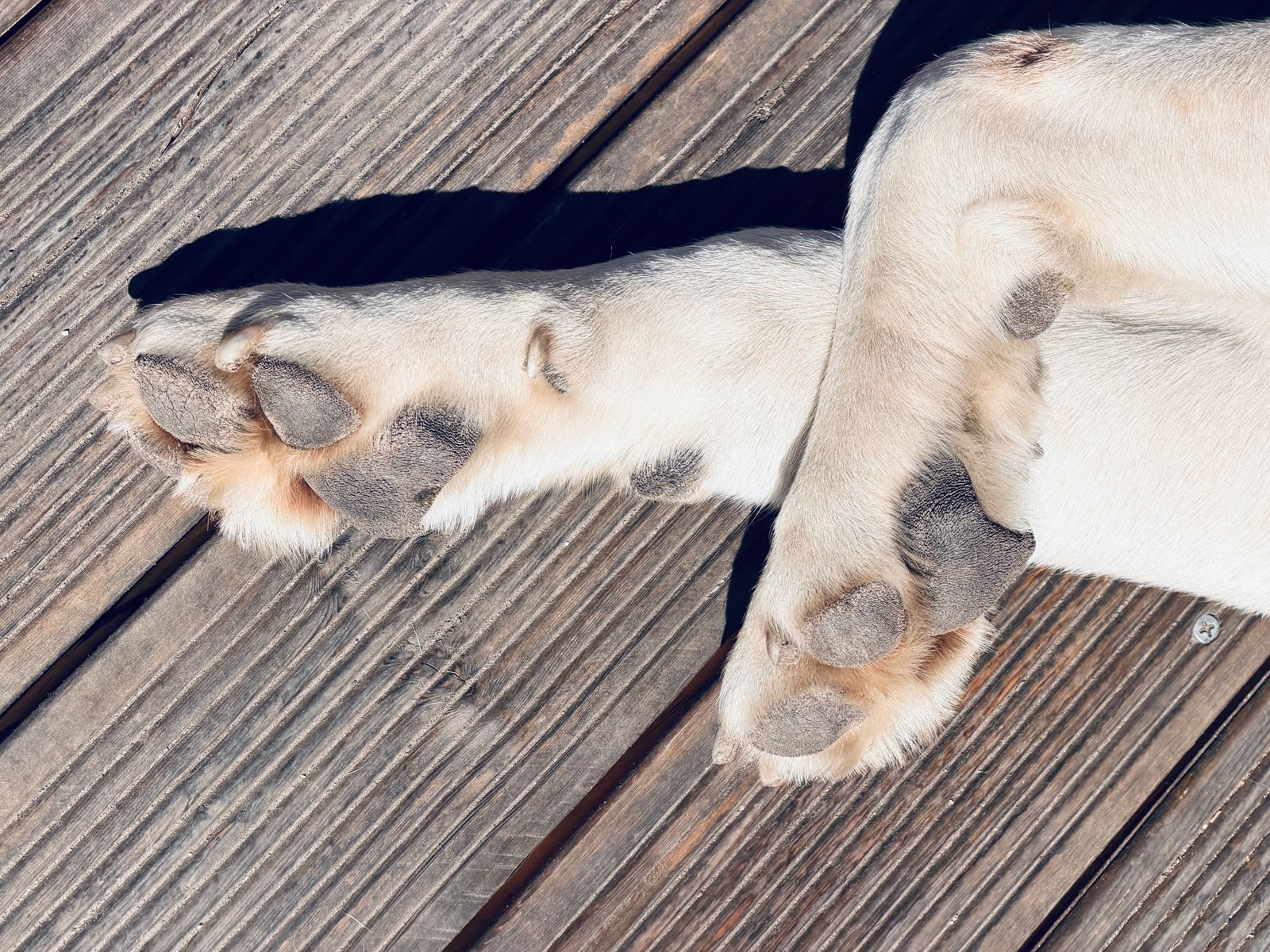Close-up of a pale dog's paw pads resting on sunlit timber decking