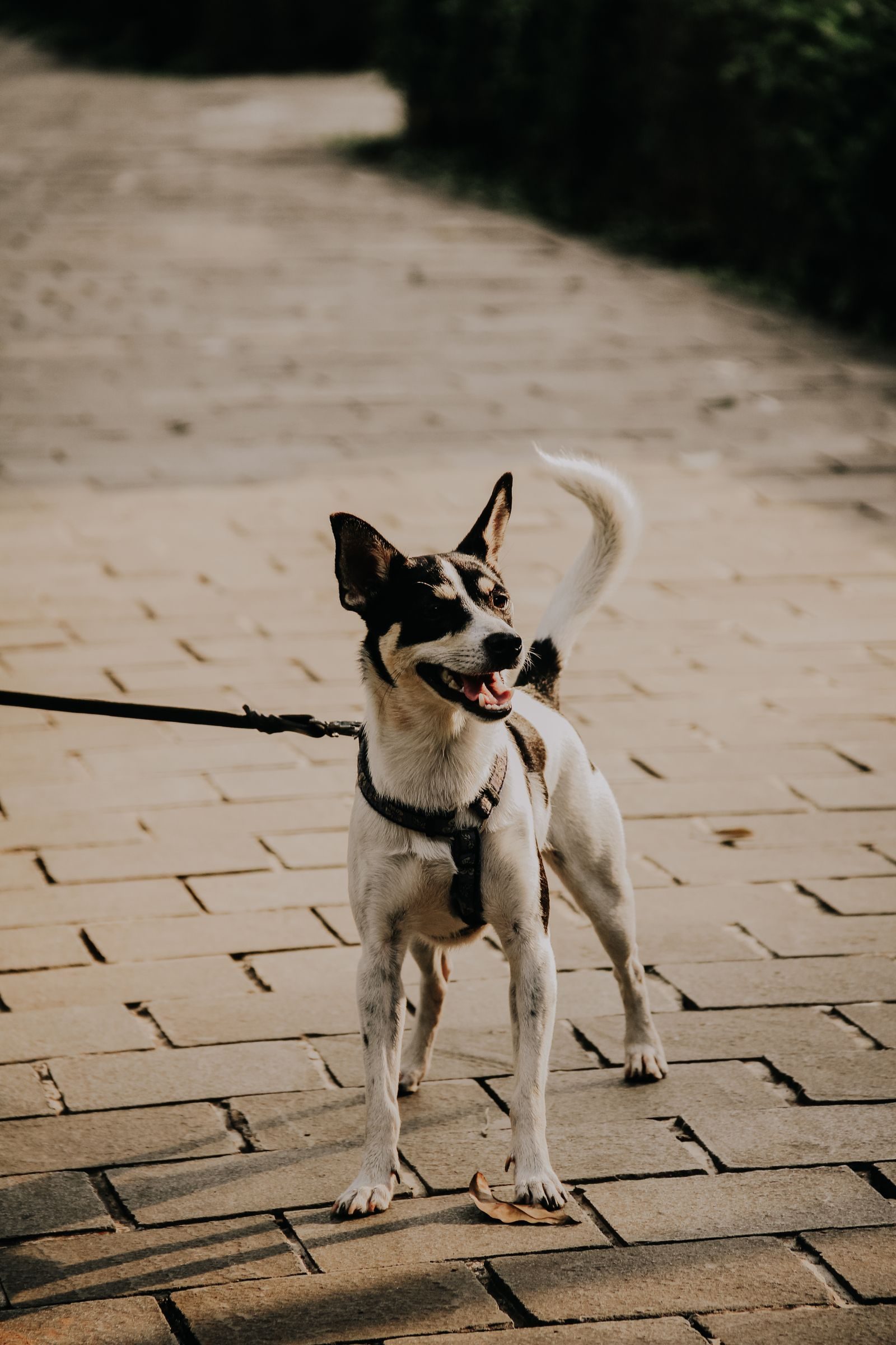 Small black and white dog in a harness on a paved path during a walk