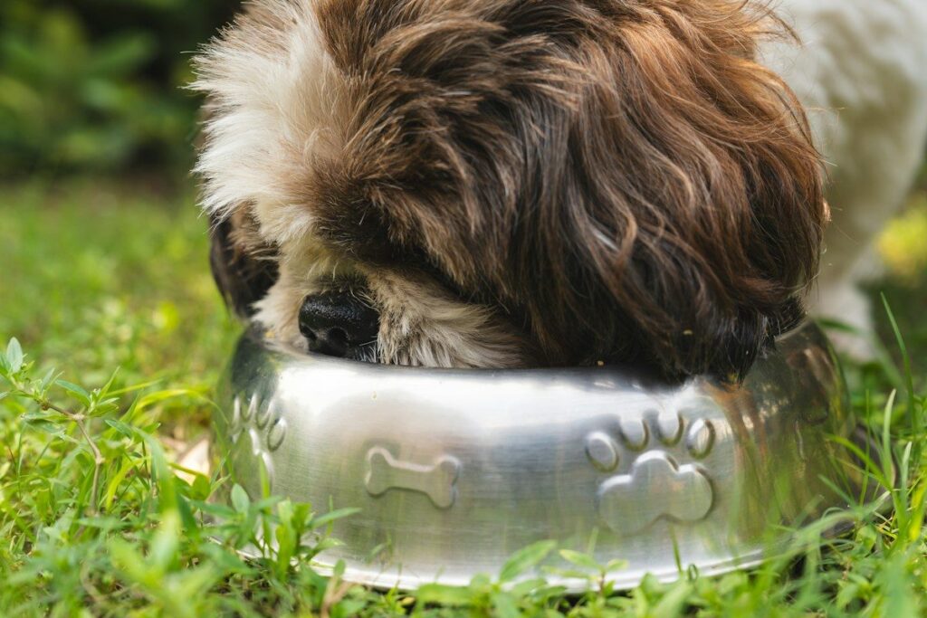 Fluffy brown and white puppy eating from a stainless steel food bowl on the grass