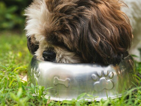Fluffy brown and white puppy eating from a stainless steel food bowl on the grass