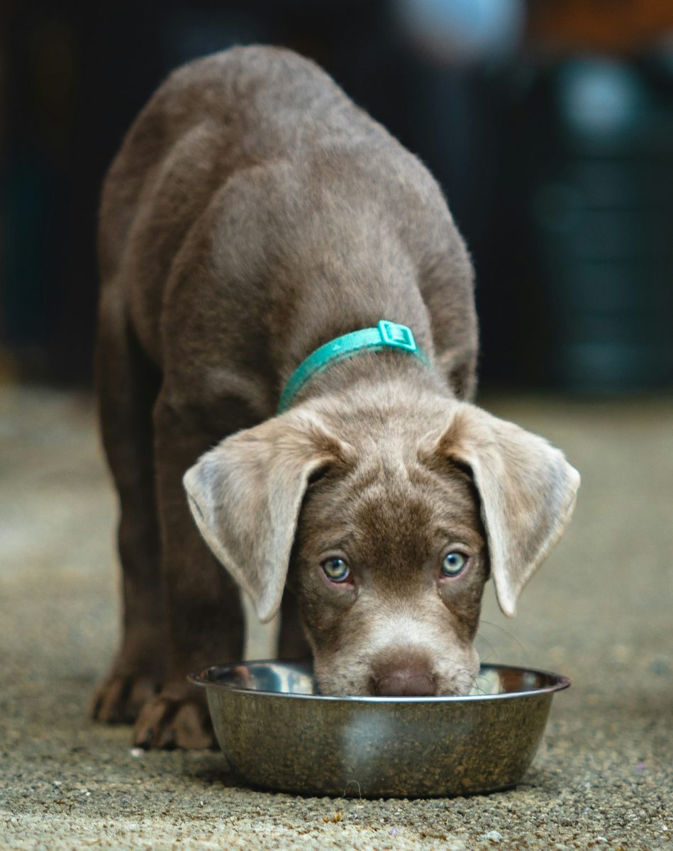 Chocolate Labrador puppy with a teal collar eating from a metal bowl