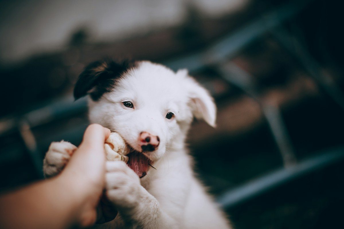 White and black Border Collie puppy chewing a treat held in an owner's hand