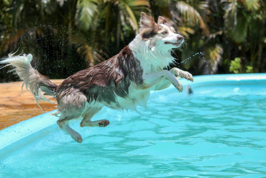 Border collie leaping into a swimming pool with water splashing
