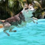 Border collie leaping into a swimming pool with water splashing