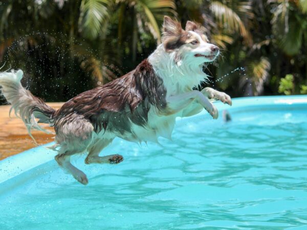 Border collie leaping into a swimming pool with water splashing