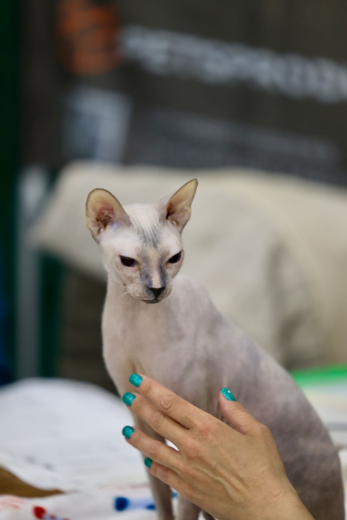 Hairless Sphynx cat being gently patted on a table at a cat show