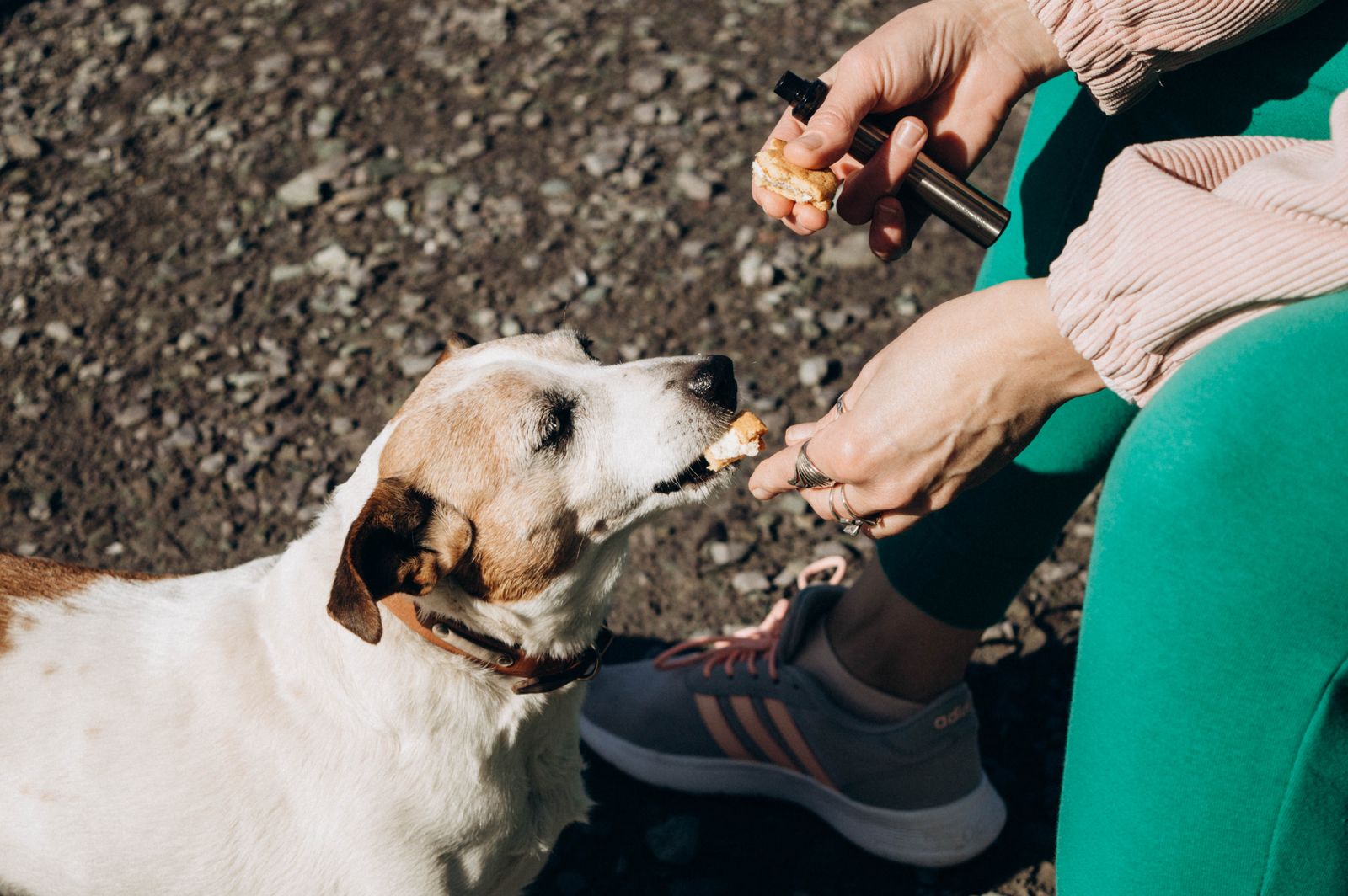 Owner rewarding a mixed-breed terrier with a small treat during an outdoor training session