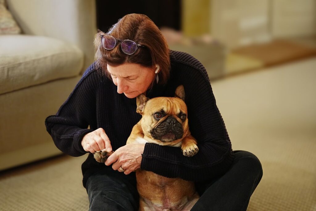 Woman sitting on the floor at home holding a French bulldog and checking its paw and nails