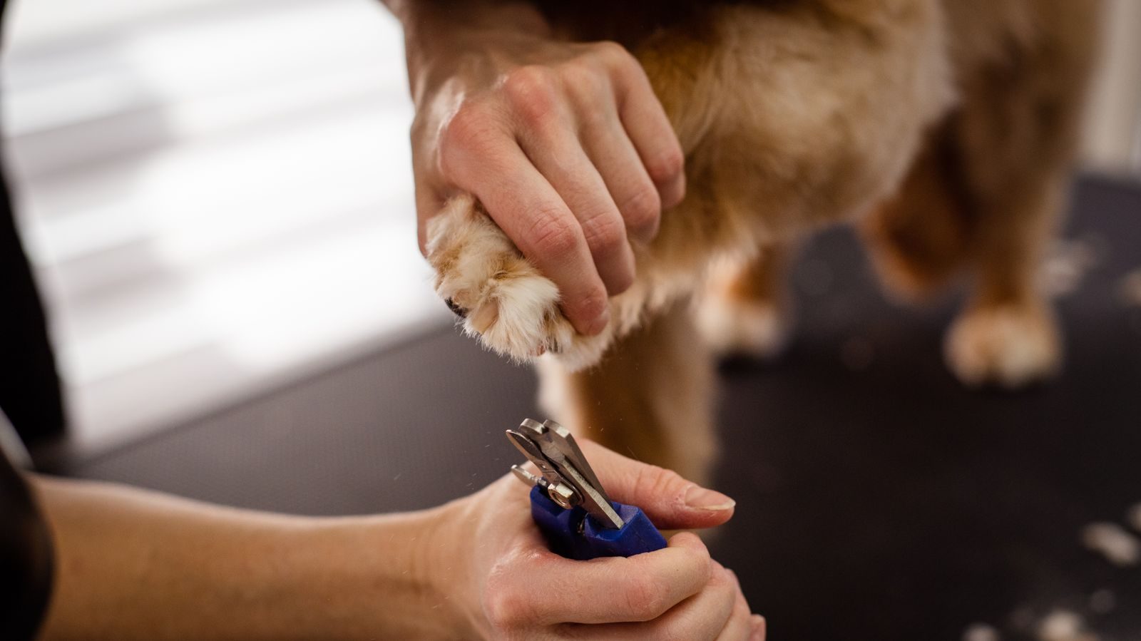 Groomer holding a dog's paw while trimming its nails with blue-handled nail clippers