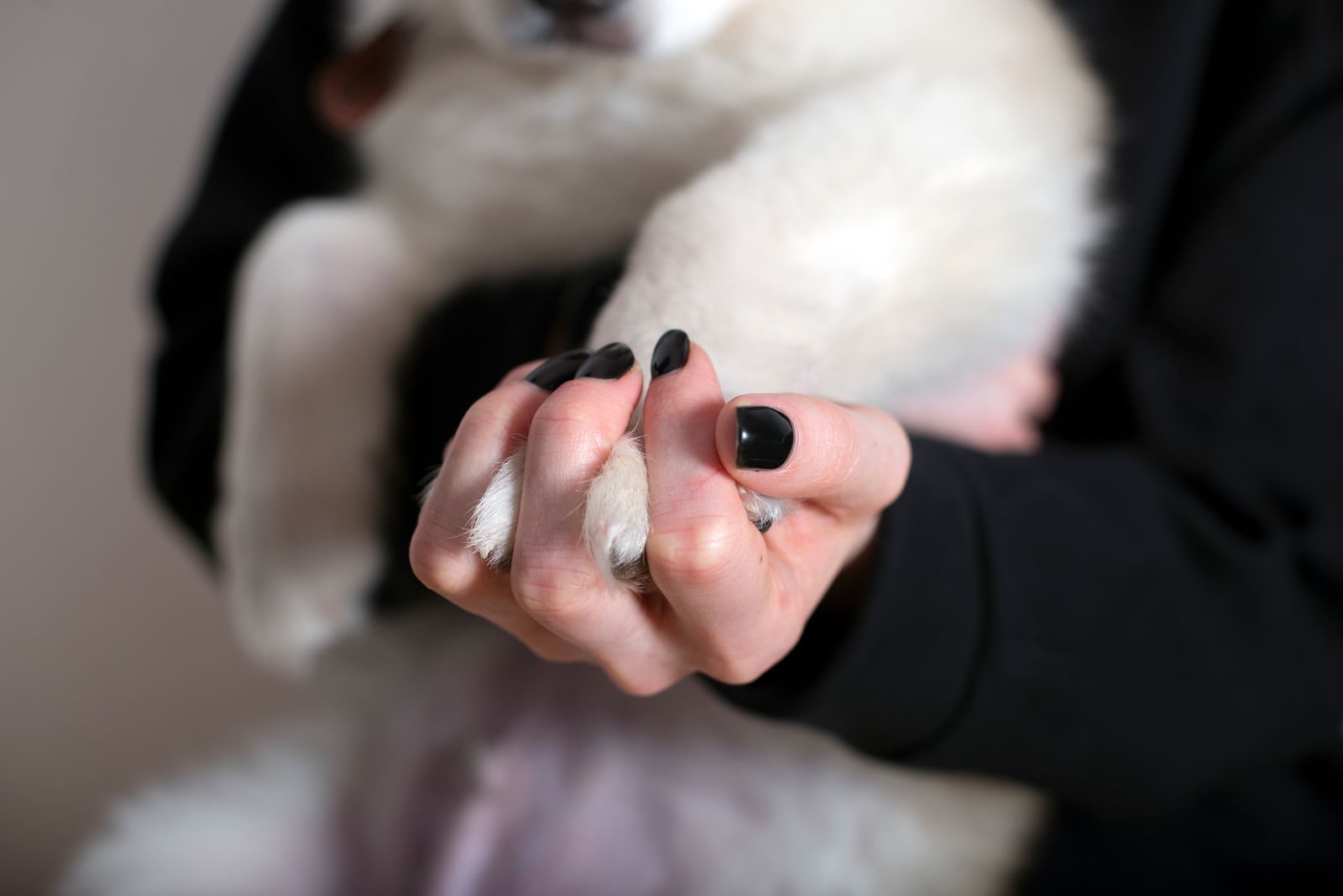 Owner gently holding a small white dog's front paw to get it used to paw handling