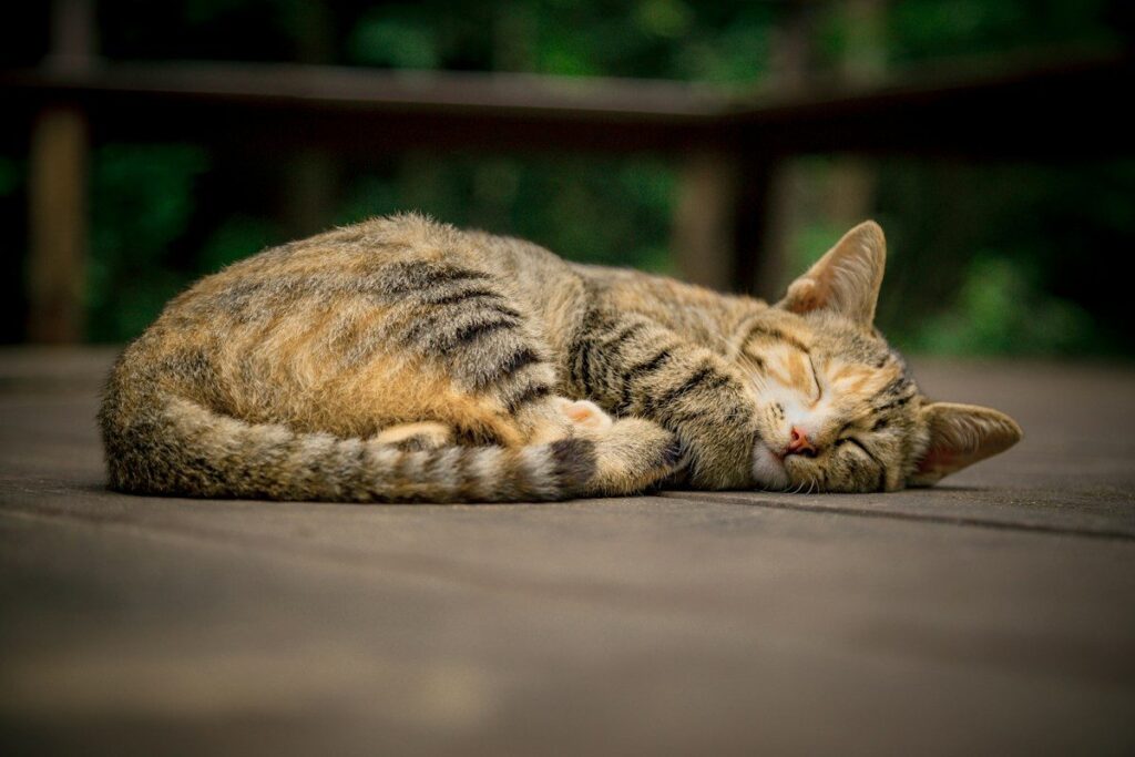 Tabby cat curled up asleep on a wooden deck