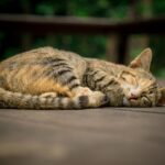 Tabby cat curled up asleep on a wooden deck