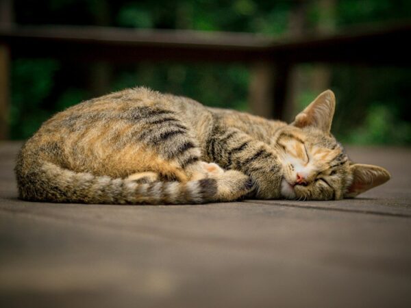 Tabby cat curled up asleep on a wooden deck