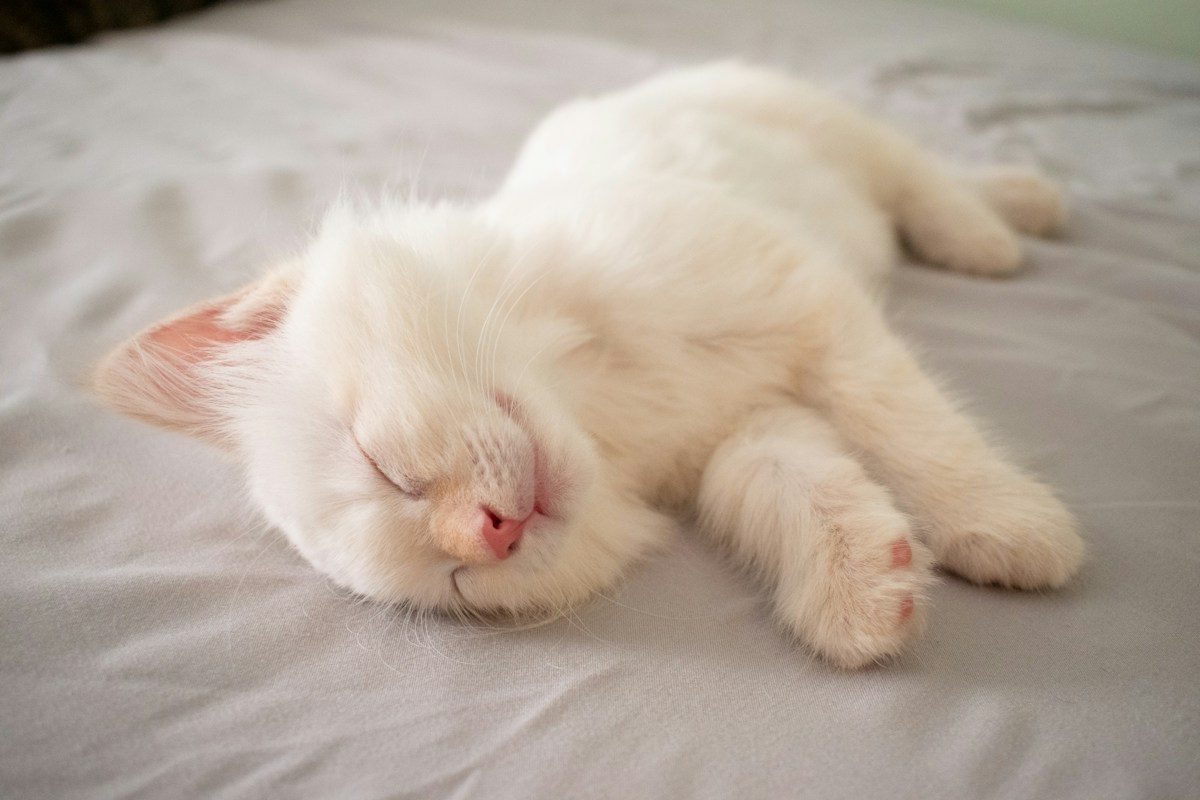 White kitten fast asleep stretched out on a bed