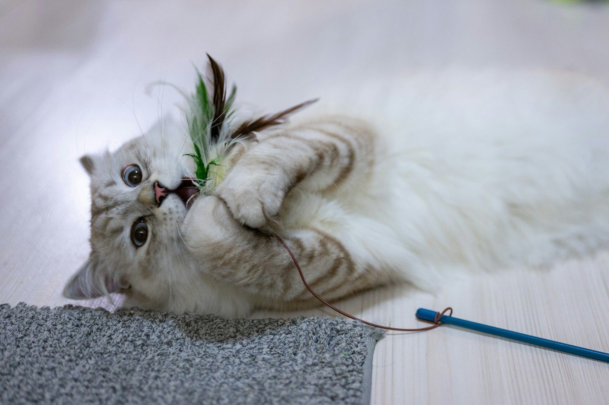 Fluffy cat lying on its side playing with a feather wand toy