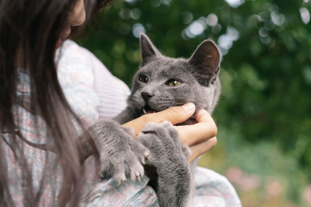 Grey cat held in a woman's arms gently biting her hand with its paws wrapped around her wrist