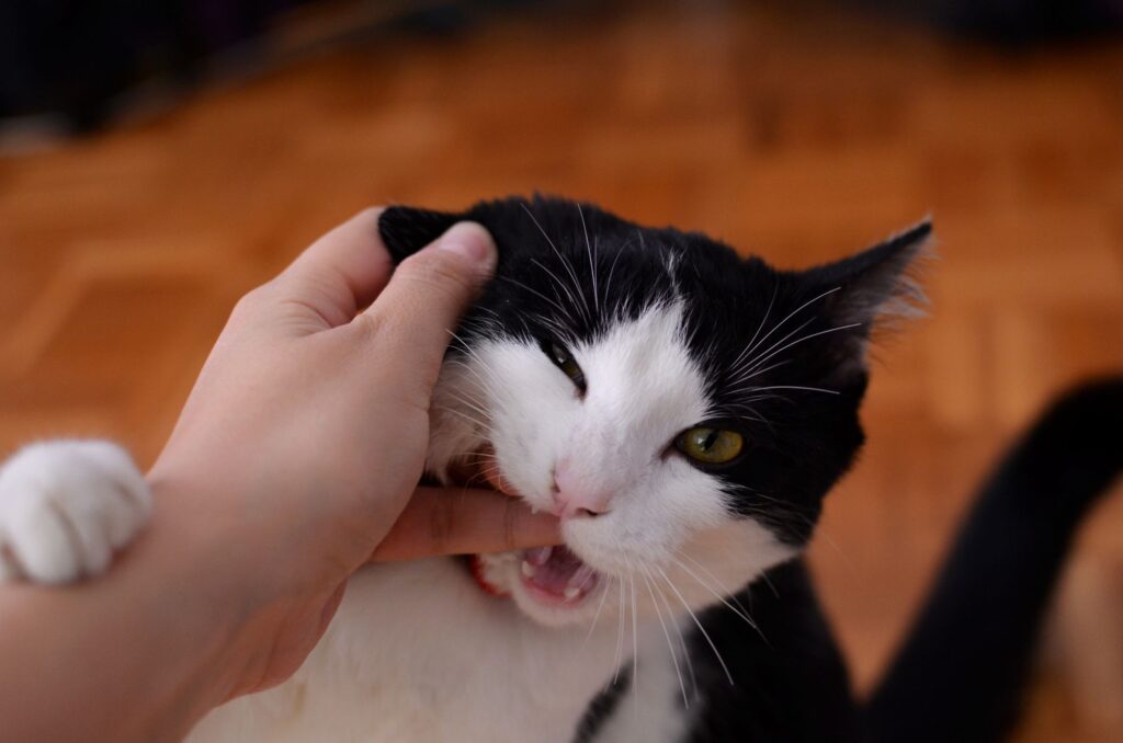 Black and white cat biting a person's finger while being patted on the head