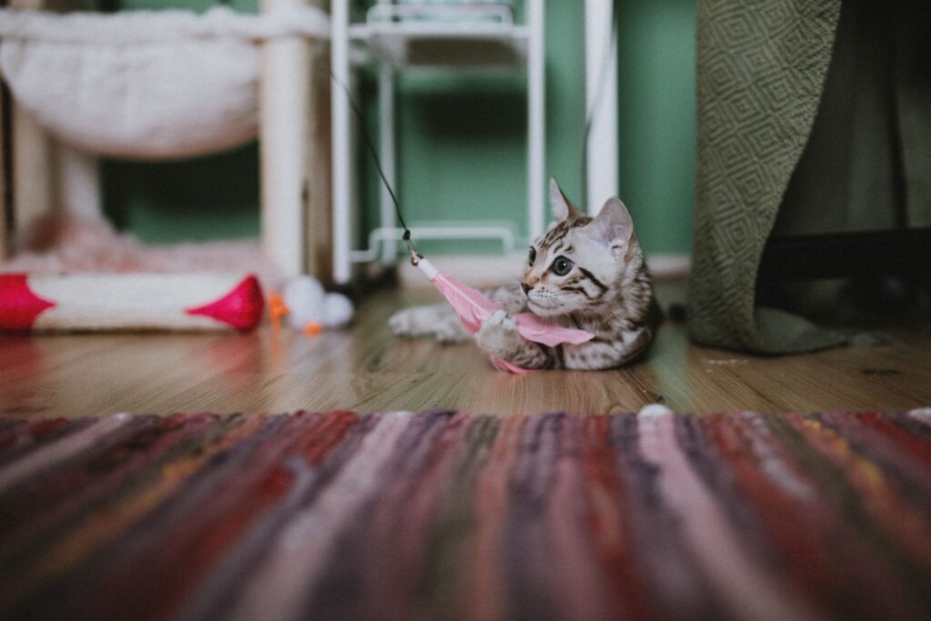 Bengal kitten lying on a timber floor grabbing a pink feather wand toy